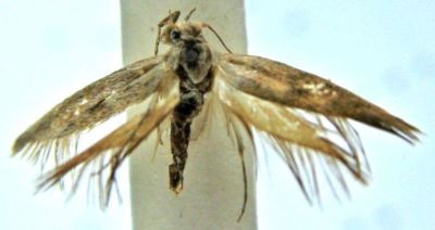 scythris blandella; Scythris barbatella (Chretien, 1915)