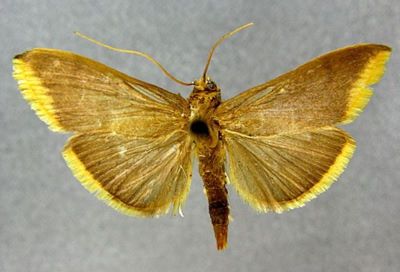 Crocidophora aurimargo robusta (Caradja, 1939)