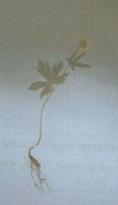 gălbenele de munte; Ranunculus carpaticus (Herb., 1836)