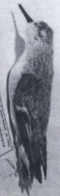 Calidris alba alba (Pallas, 1764)