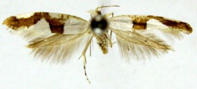 argyresthia andereggiella var. robustella; Argyresthia andereggiella (Duponchel) var. robustella (Caradja, 1920)