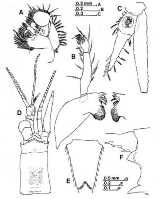 Diamysis bacescui (Wittmann & Ariani, 1998)