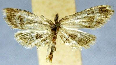 Tegulifera angustifascia (Caradja, 1925)