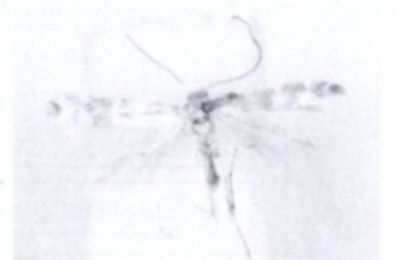 Phylonoricter argentifrontella (Walsingham, 1897)