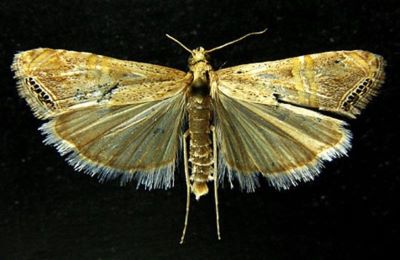 Eromene ocellea f. obscurior (Caradja, 1916)