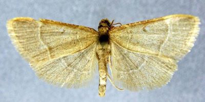 Herculia glaucinalis f. pallida (Caradja, 1939)