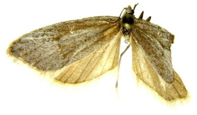 eana darvaza ssp. batangiana; Eana darvaza batangiana (Razowski, 1965)