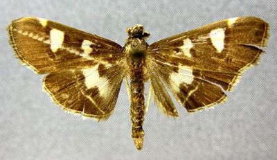 Glyphodes nigribasalis (Caradja, 1925)