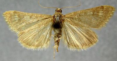 Pyrausta zeitunalis (Caradja, 1916)