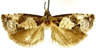 Argyroploce batangensis (Caradja, 1939)