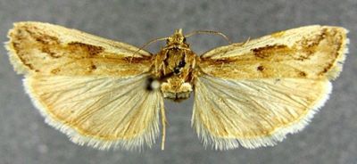 Heterographis xylinella var. desertella (Caradja, 1910)