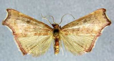 Rodaba violalis (Caradja, 1937)