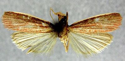 commotria taishanella; Commotria longipennis (Caradja, 1936)
