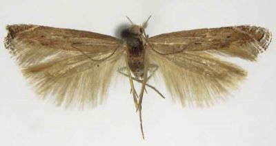 paltodora striatella var. substriatella; Paltodora striatella; Hubner var. substriatella (Caradja, 1920)