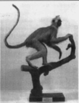 maimuță mâncătoare de frunze; Presbytis comata