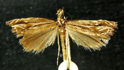 Prionapteryx taishanensis (Caradja, 1936)