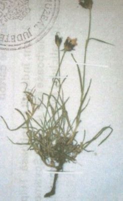 garoafă roșie; Dianthus tenuifolius (Schur)