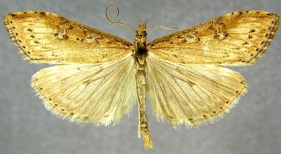 Pionea costalis f. brunnealis (Caradja, 1916)