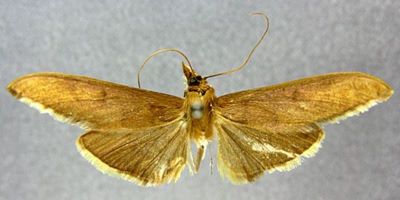 Crocidophora sepialis (Caradja, 1927)