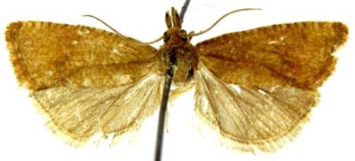 Argyroploce striana var. anatoliana (Caradja, 1916)