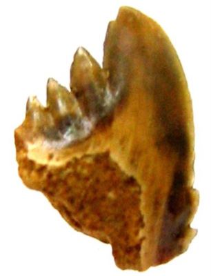 rechin; Hemipristis Curvatus (Dames, 1883)