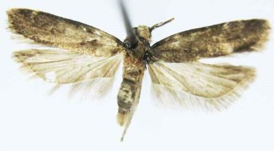 Gelechia melitolicna (Meyrick, 1935)