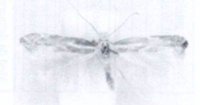 Phylonoricter cytisella (Rebel, 1896)