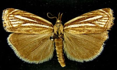Crambus lucellus f. magna (Caradja, 1926)