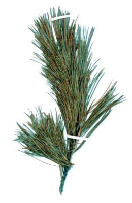 zâmbru; Pinus cembra (Linnaeus, 1753)