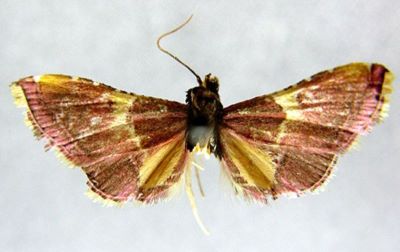 Endotricha luteobasalis (Caradja, 1935)