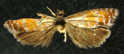 eucosma coerulostriana; Eucosma coeruleostriana (Caradja, 1939)