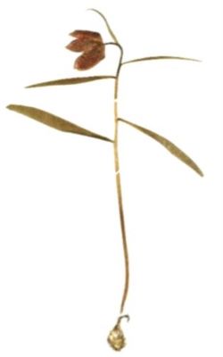 bibilică; Fritillaria Meleagris (L.)
