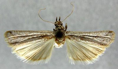 Staudingeria holophaeella (Rebel, 1910)