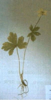 gălbenele de munte; Ranunculus carpaticus (Herb., 1836)