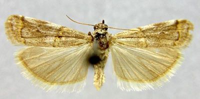 Brephia compositella var. iconiensis (Caradja, 1910)