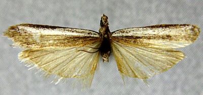 Homoeosoma longivitella (Caradja, 1938)