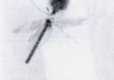 Phyllobrostis jedmella (Chretien)