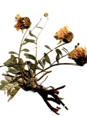 Centaurea Marschalliana (Spreng.)