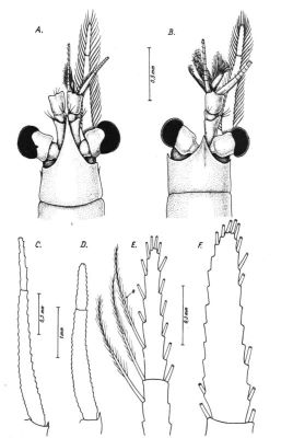 Leptomysis buergii (Băcescu, 1966)