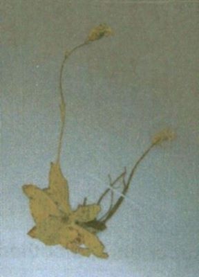 gușa porumbelului; Silene zawadzkii (Herb, 1843)
