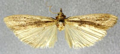 Homoeosoma subgoliathella (Caradja, 1937)