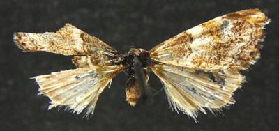 Pareromene subalbilinealis (Bleszynski, 1965)