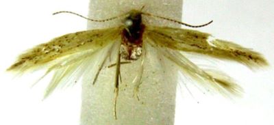 coleophora nigrosquamella var. albociliella; Coleophora nigrosquamella (Chrétien) var. albociliella (Caradja, 1920)