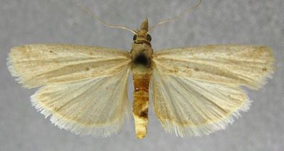 Ancylosis gobiella (Caradja, 1916)