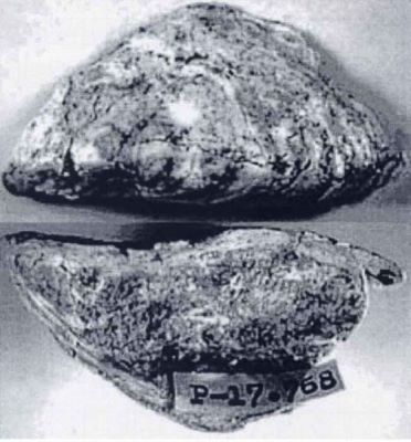 congeria similis - holotip; Congeria (Mytilopsis) similis (Papaianopol, 1992)