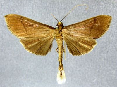 Bradina melanoperas sinensis (Caradja, 1925)