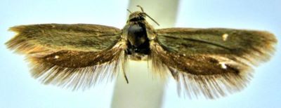 Scythris melanopepla (Walsingham, 1920)