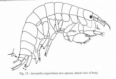 incratella carpolobata; Dexaminoculus lacinimanus (Ortiz and Lalana, 1999)