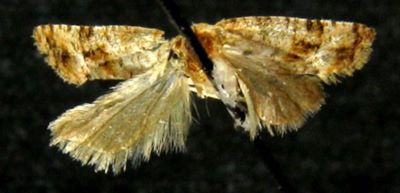 phalonia ichthyochroa; Phalonia distigmatana (Walsingham, 1897)