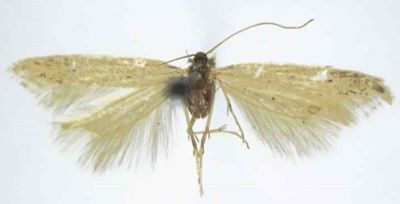 Megacraspedus imparellus var. majorella (Caradja, 1920)